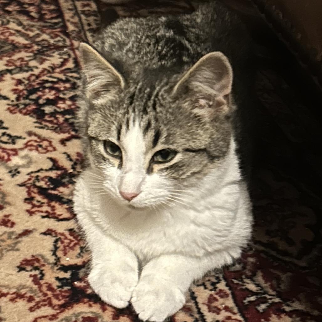 Enlarge Jaylin in Baltimore, MD * Adoption Pending*, a Adoptable Domestic Medium Hair in Alexandria, VA image 2/6