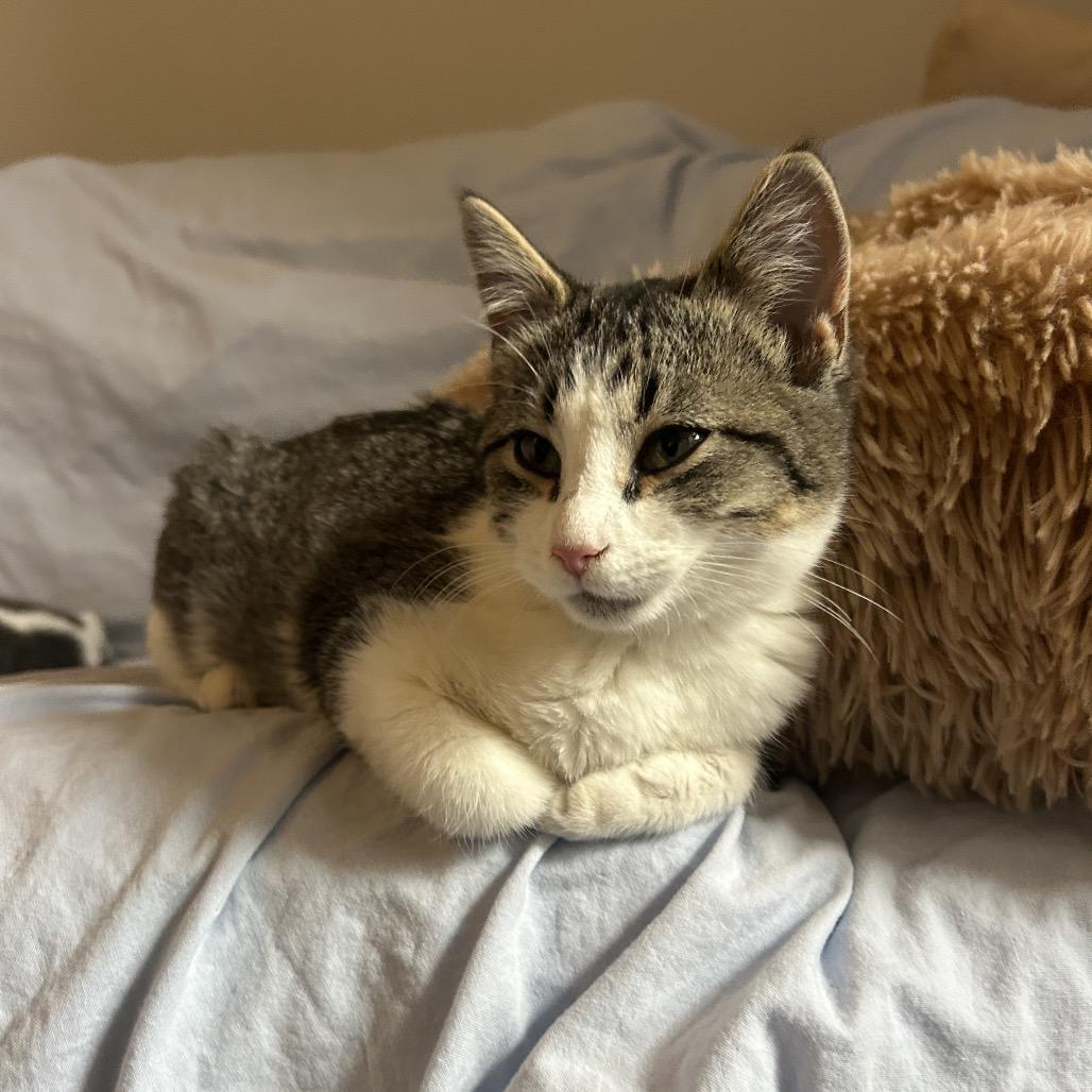 Enlarge Jaylin in Baltimore, MD * Adoption Pending*, a Adoptable Domestic Medium Hair in Alexandria, VA image 3/6