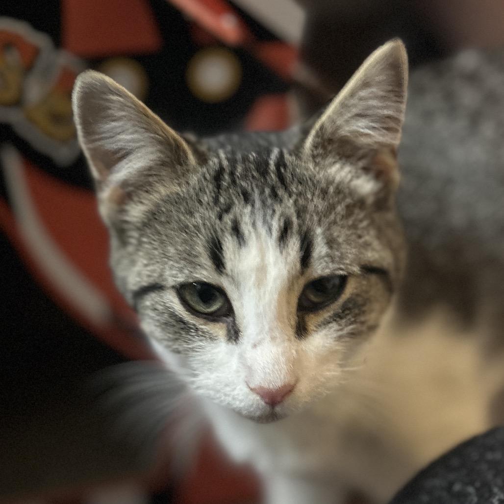 Enlarge Jaylin in Baltimore, MD * Adoption Pending*, a Adoptable Domestic Medium Hair in Alexandria, VA image 4/6