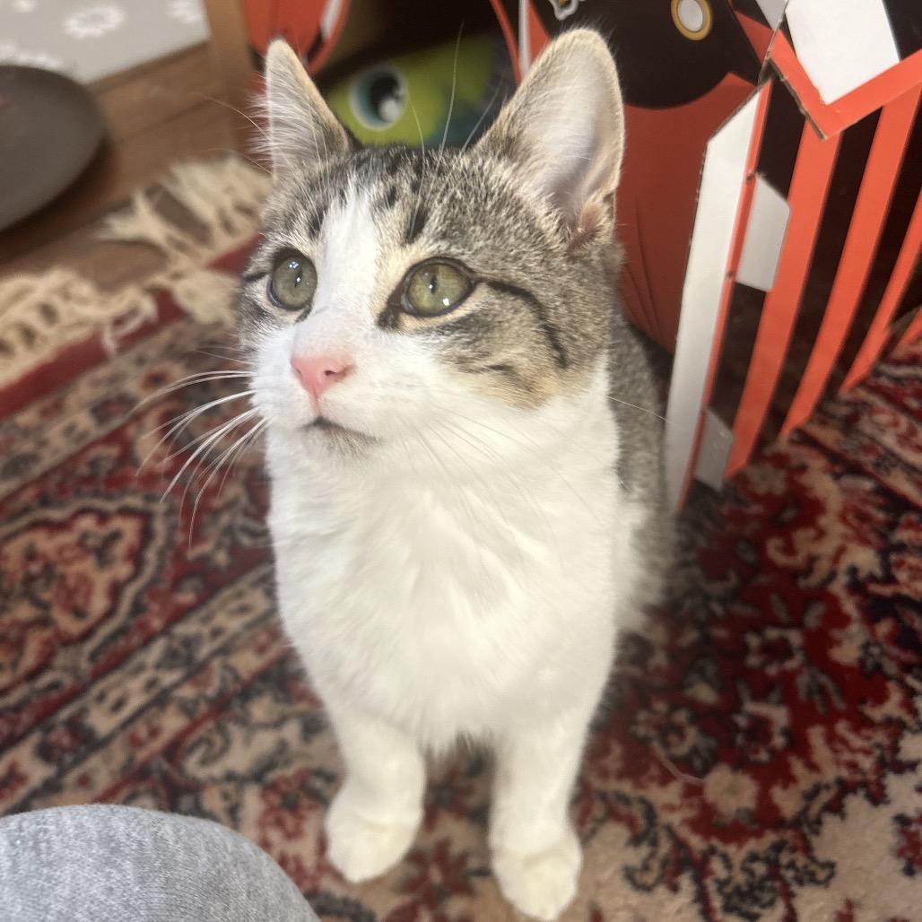 Enlarge Jaylin in Baltimore, MD * Adoption Pending*, a Adoptable Domestic Medium Hair in Alexandria, VA image 5/6