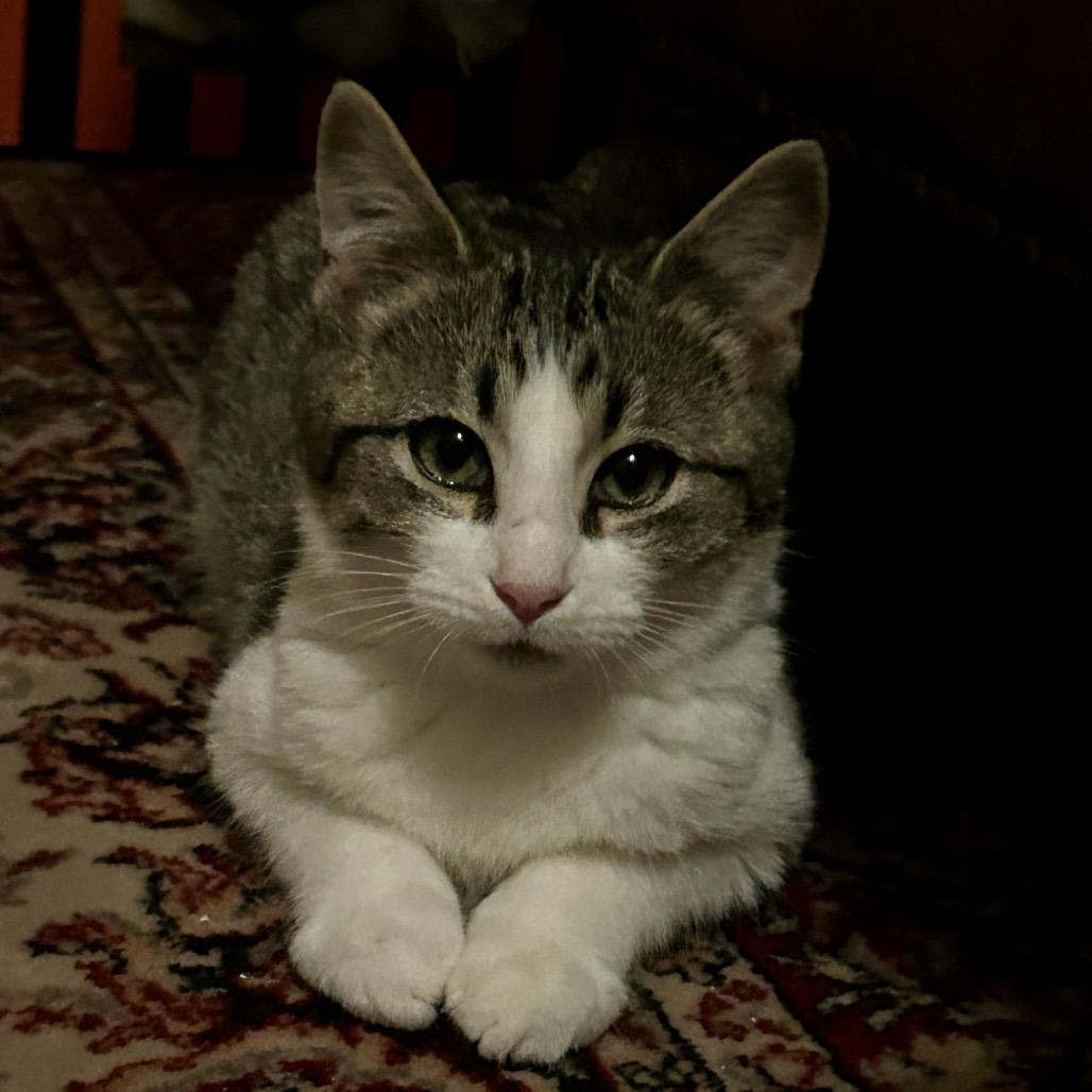 Enlarge Jaylin in Baltimore, MD * Adoption Pending*, a Adoptable Domestic Medium Hair in Alexandria, VA image 6/6