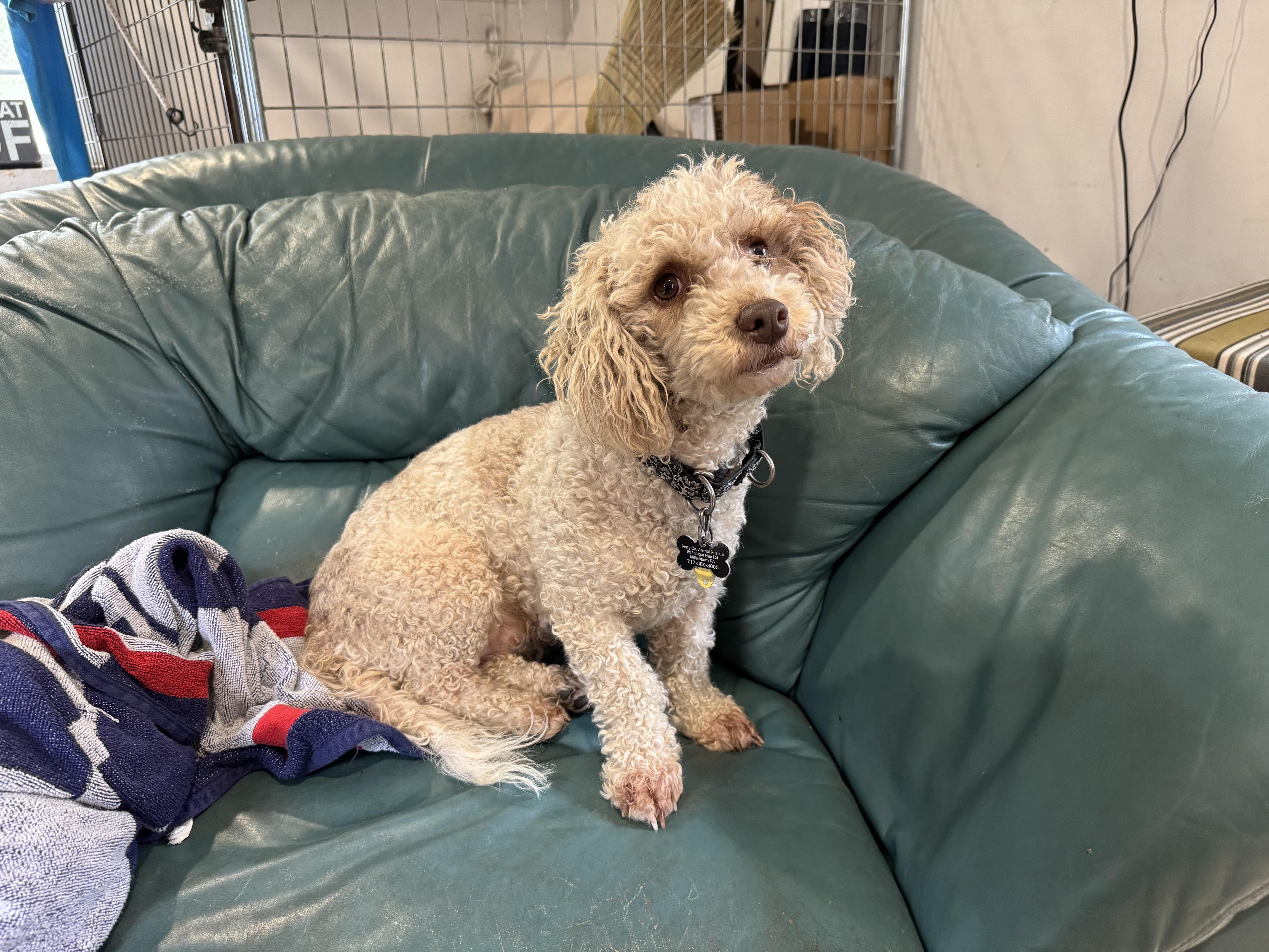 LIMA bean, an adopted mixed breed in Millerstown, PA image 2/3