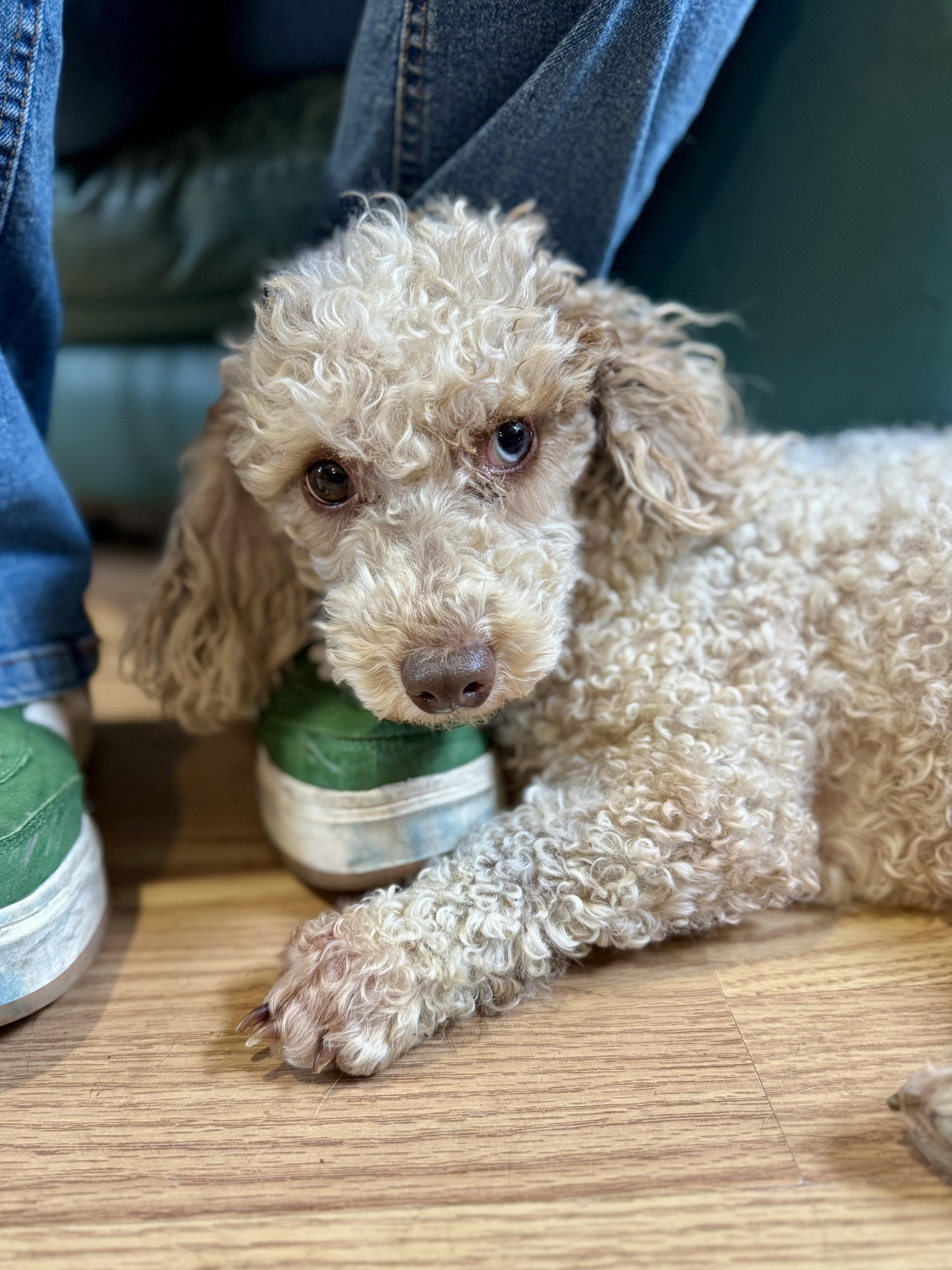 LIMA bean, an adopted mixed breed in Millerstown, PA image 3/3