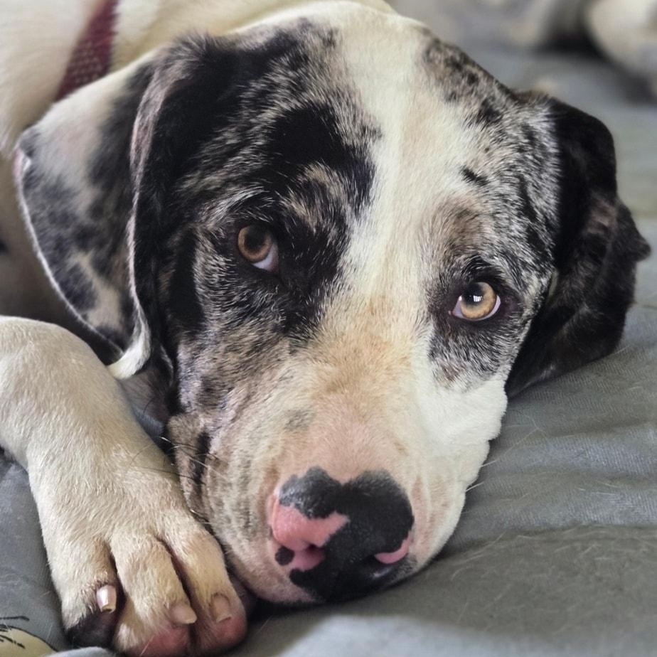Gene, ADOPTABLE, Young Male Dalmatian & Australian Shepherd.