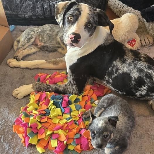 Enlarge Gene, a ADOPTABLE mixed breed in Mounds, OK image 2/3