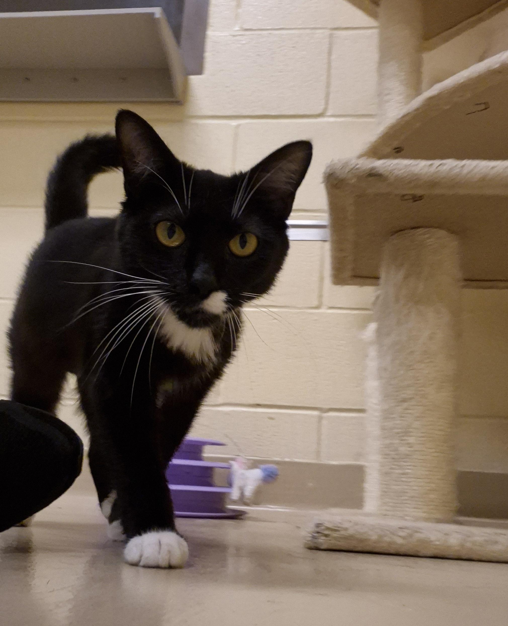 Honeybee, a ADOPTABLE Domestic Short Hair in Schertz, TX image 2/4