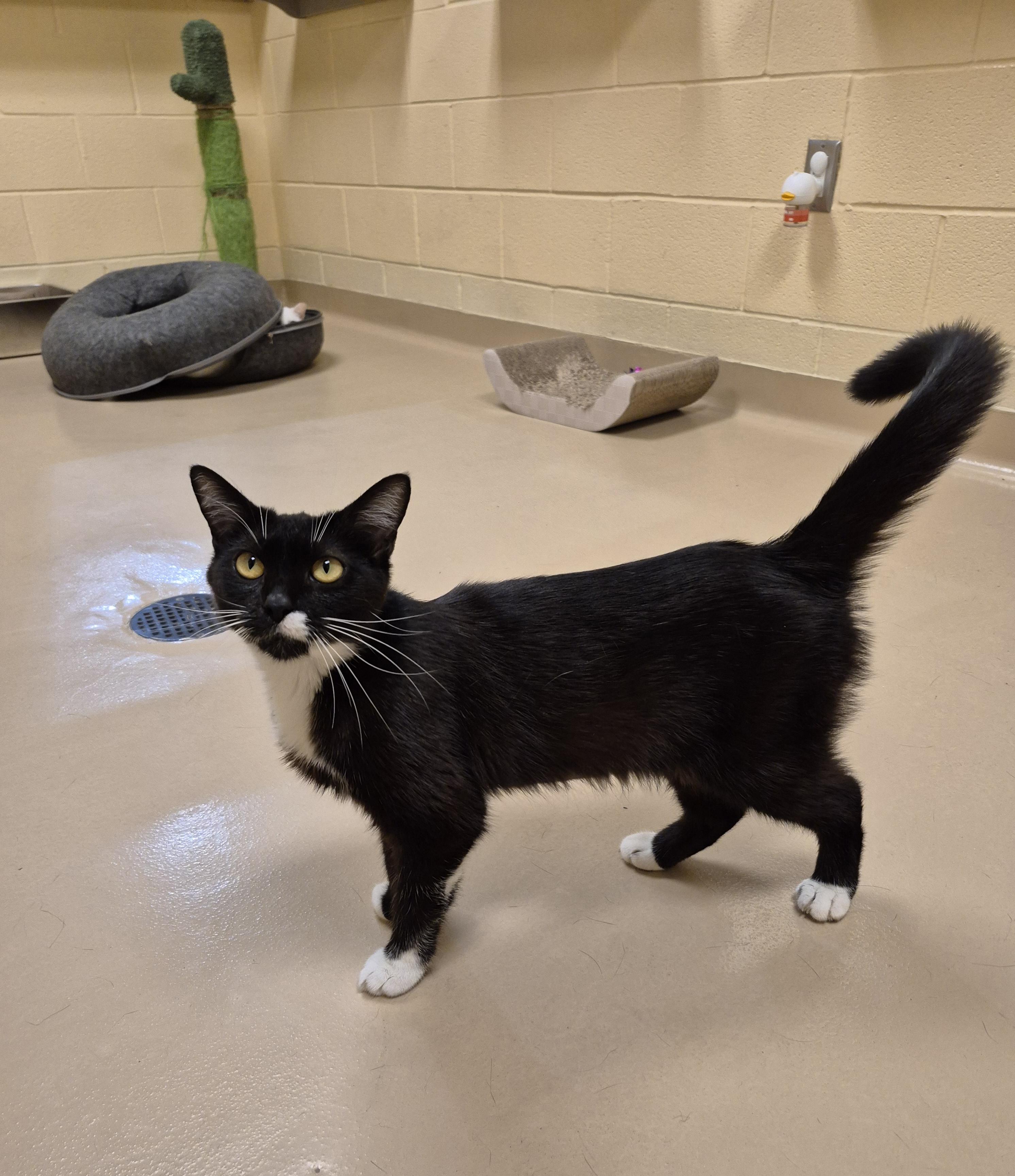Honeybee, ADOPTABLE, Adult Female Domestic Short Hair.
