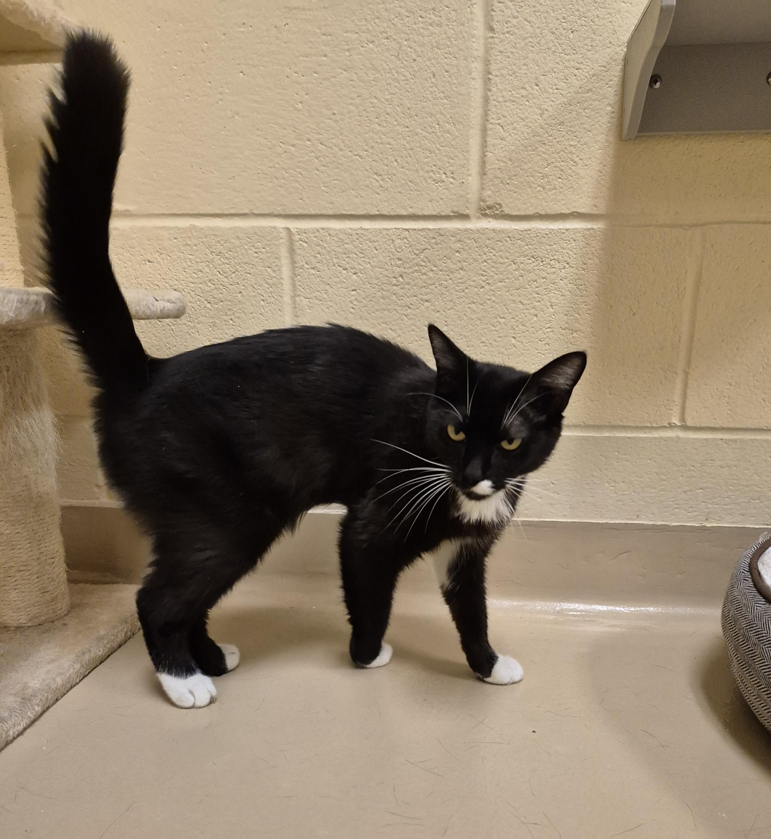 Honeybee, a ADOPTABLE Domestic Short Hair in Schertz, TX image 4/4