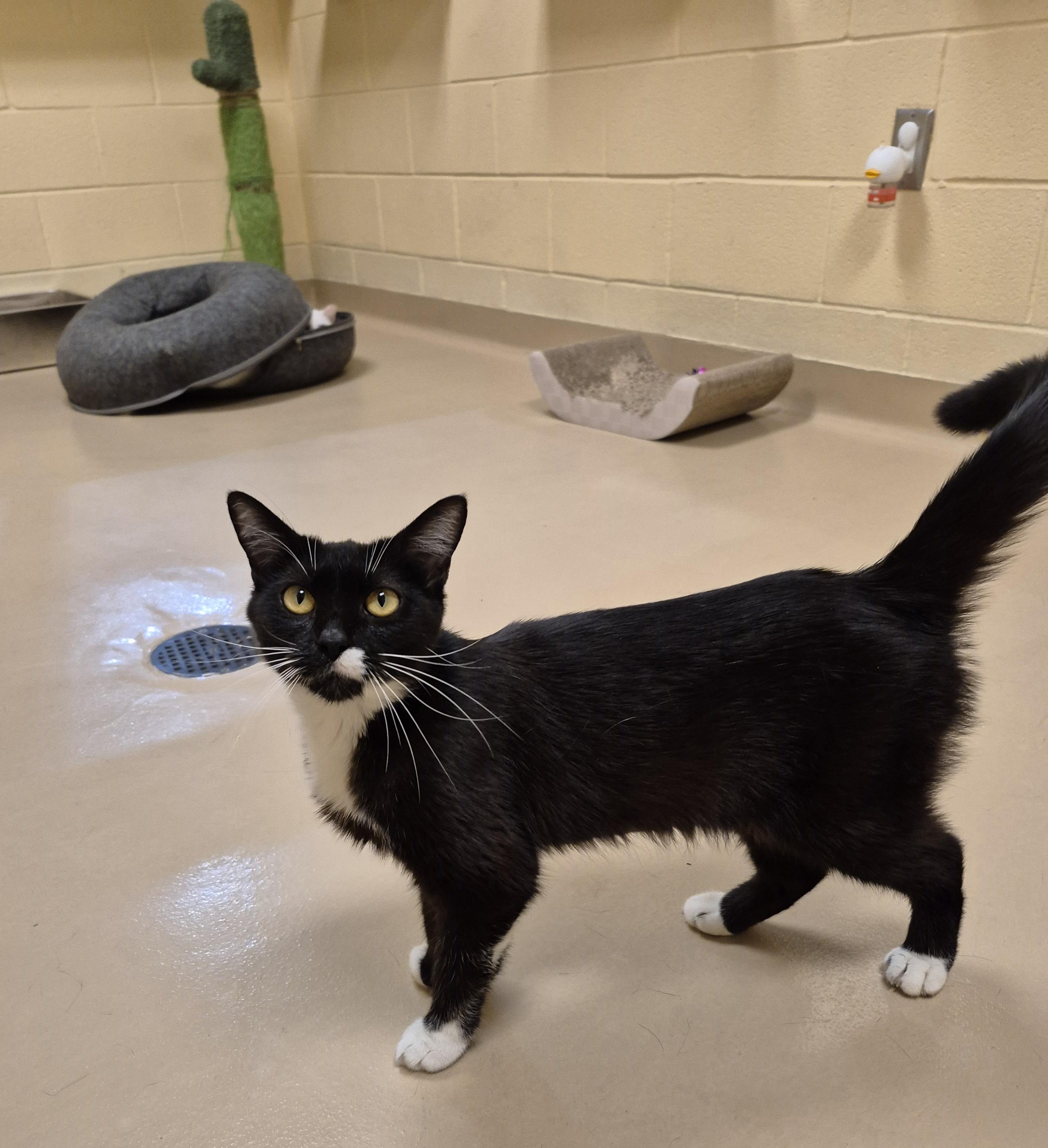 Honeybee, a ADOPTABLE Domestic Short Hair in Schertz, TX image 3/4