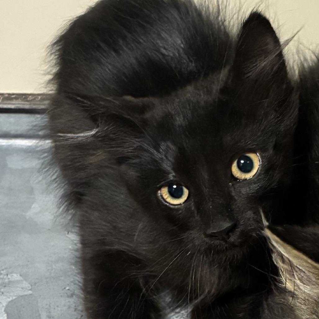 Davidson, Adoptable, Kitten Male Domestic Medium Hair.