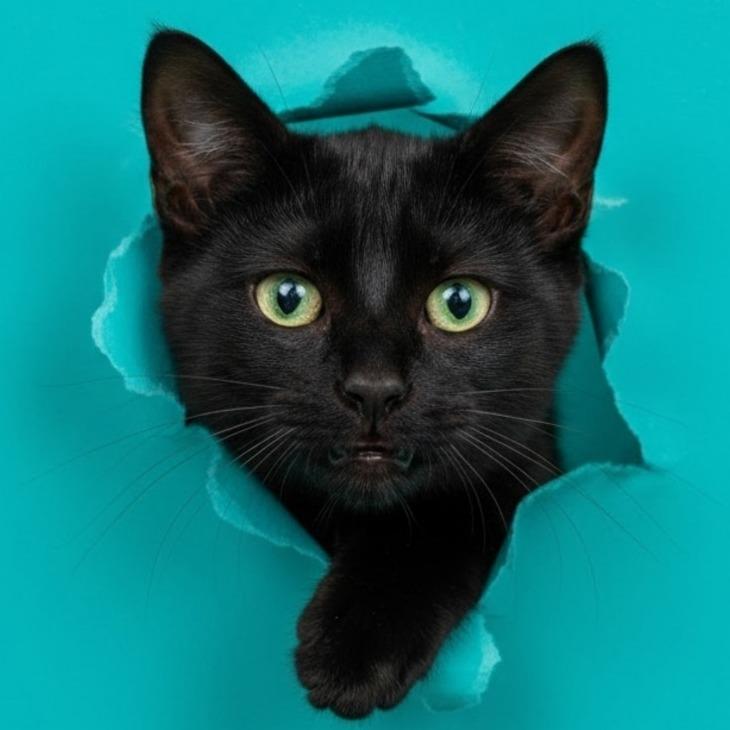 Enlarge Davidson, a Adoptable Domestic Medium Hair in Layton, UT image 2/4