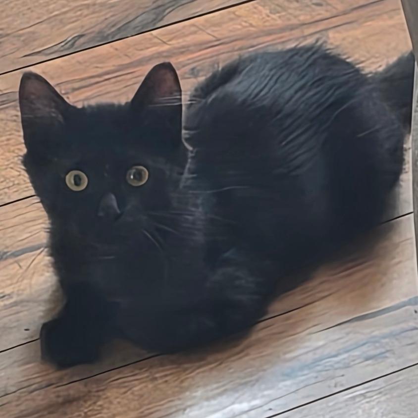 Enlarge Davidson, a Adoptable Domestic Medium Hair in Layton, UT image 3/4