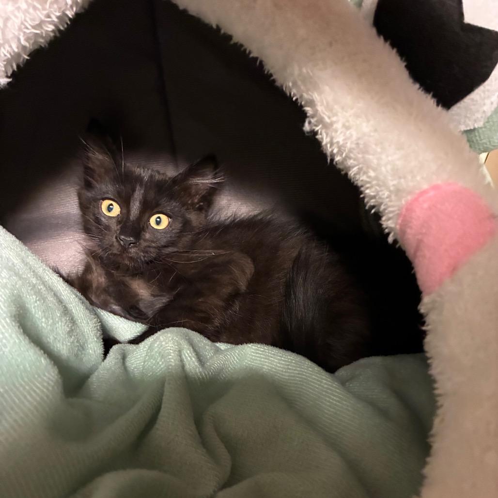 Enlarge Davidson, a Adoptable Domestic Medium Hair in Layton, UT image 4/4