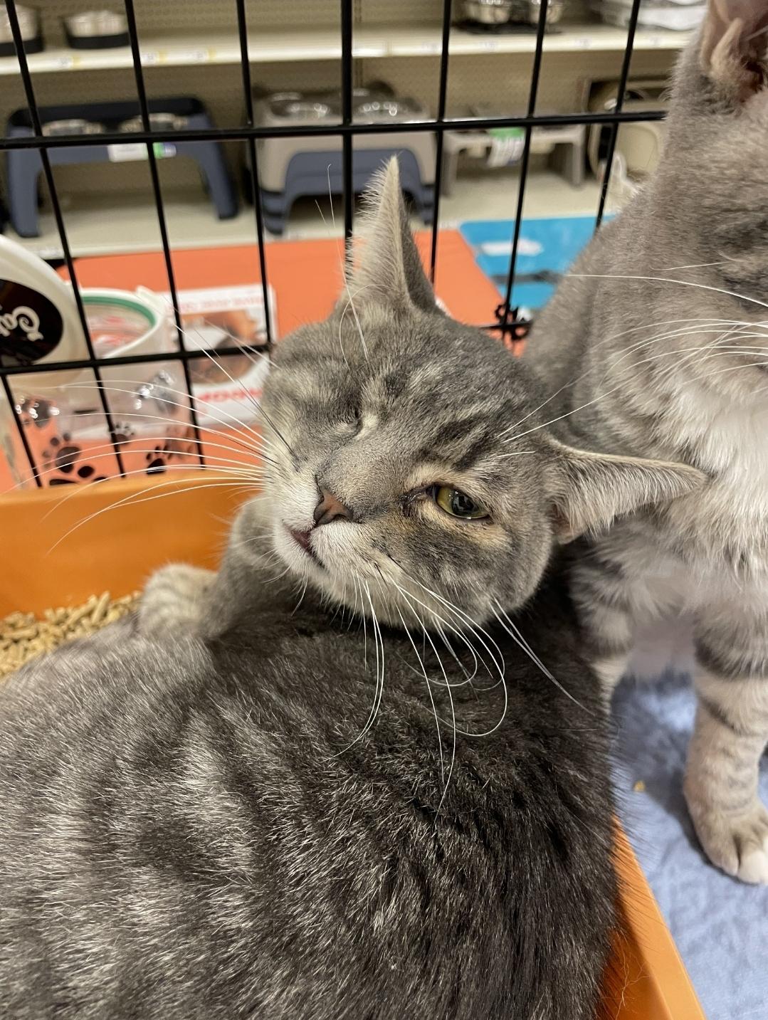 Enlarge UNO, a ADOPTABLE Tabby in Salida, CA image 2/2