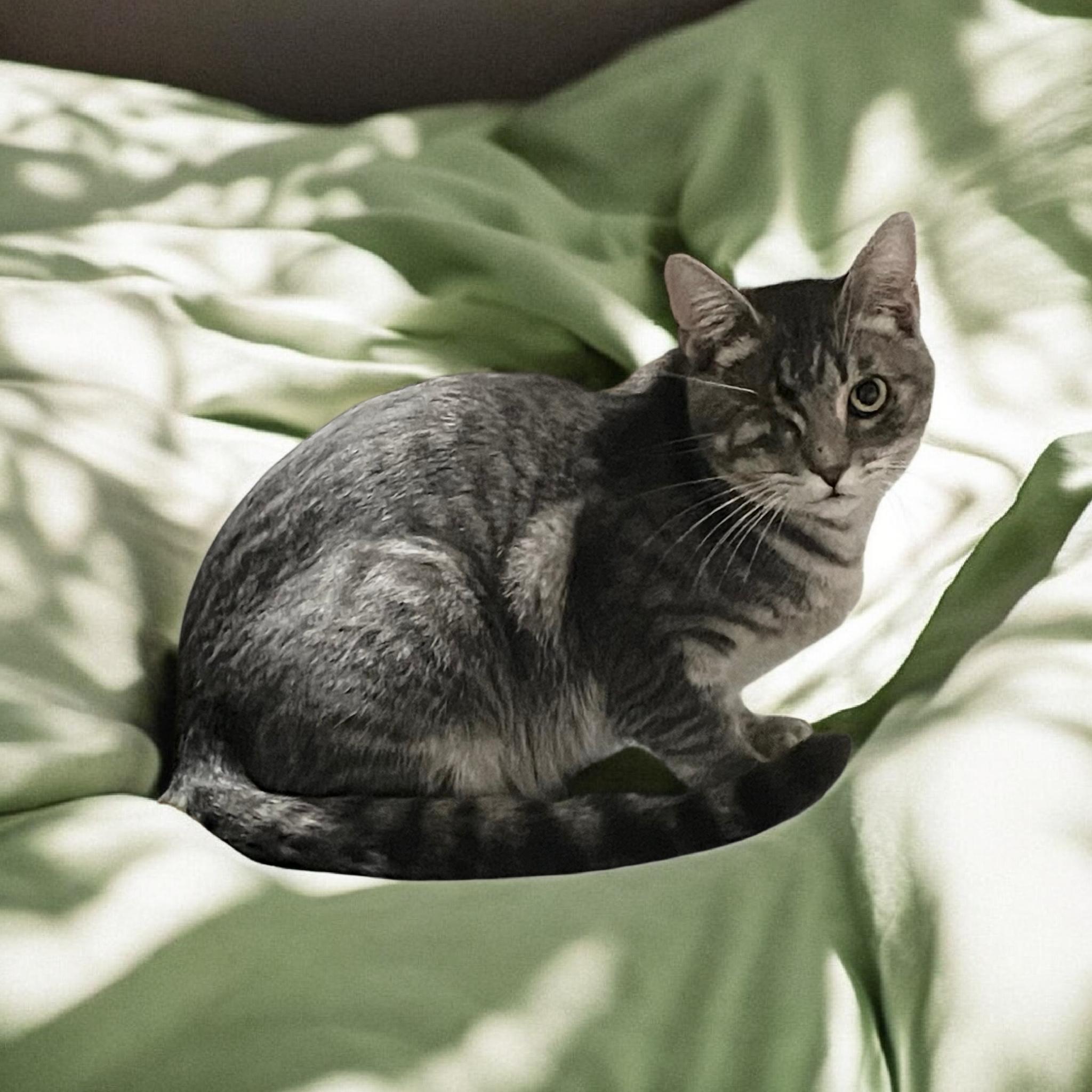 UNO, ADOPTABLE, Kitten Male Tabby.