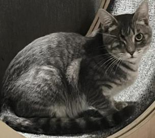 Enlarge Uno, a ADOPTABLE Tabby in Salida, CA image 1/1