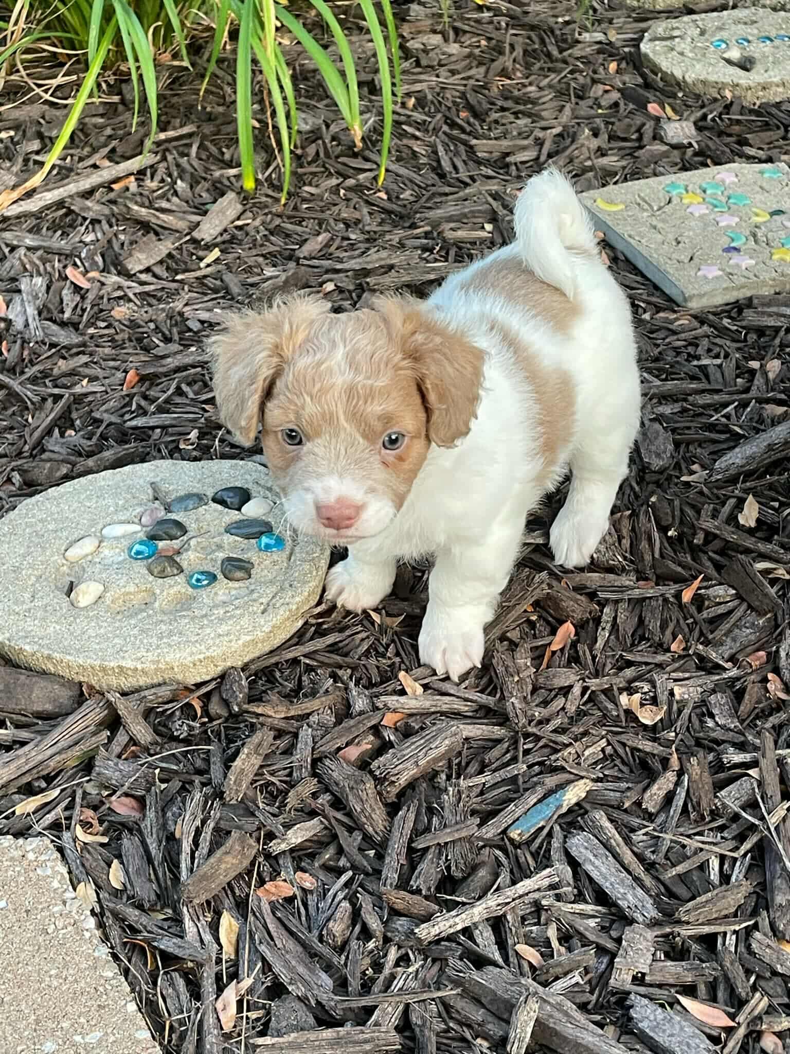 Peanut