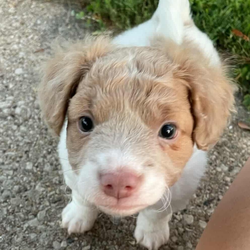 Peanut