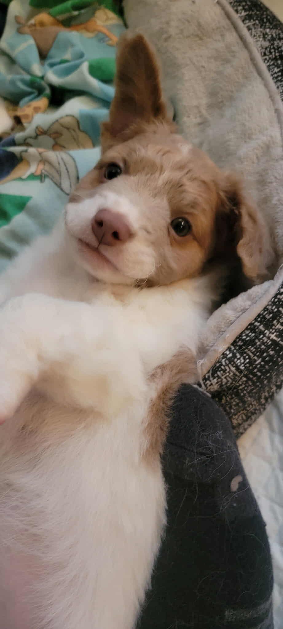 Peanut