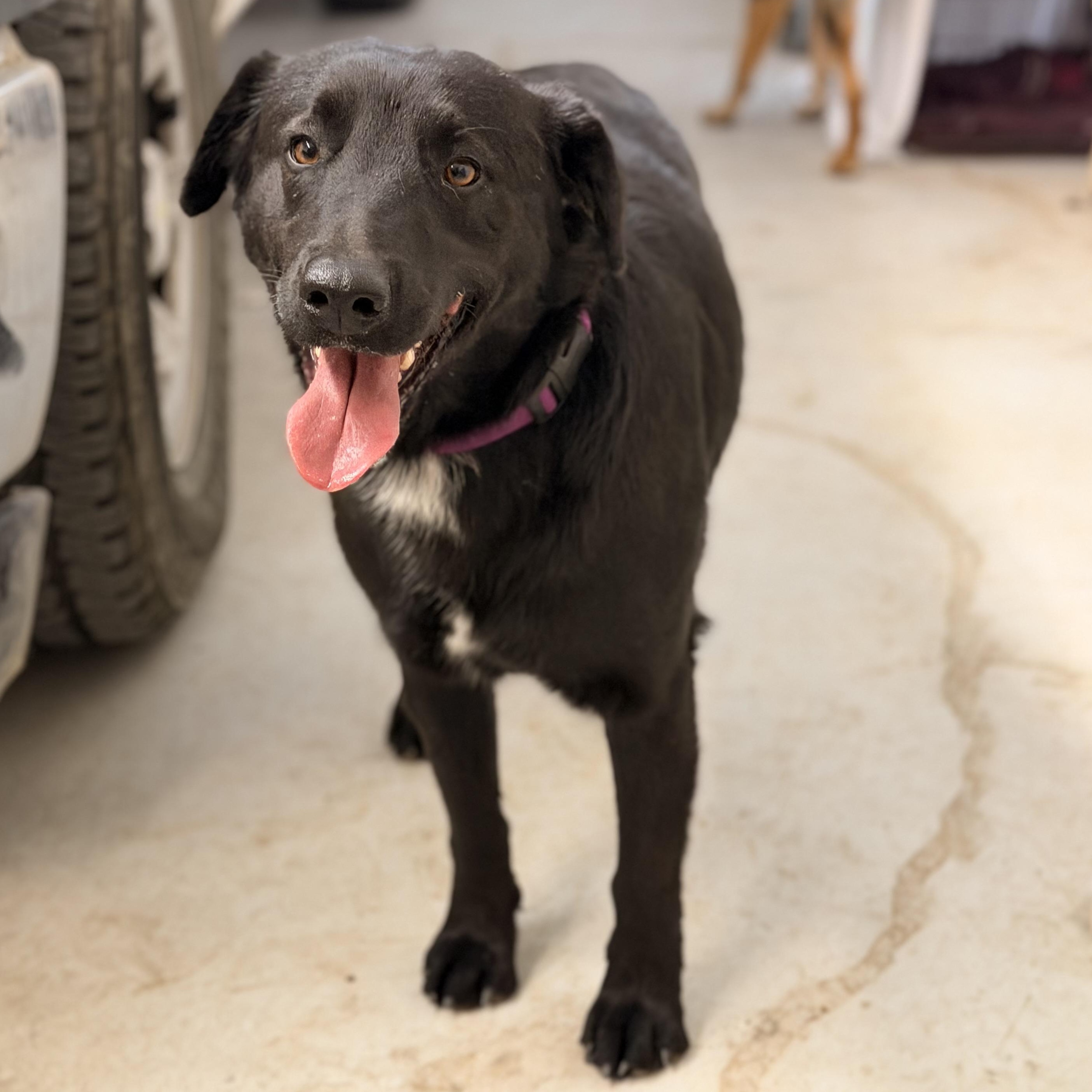 Enlarge Midnight, a ADOPTABLE mixed breed in Marfa, TX image 3/3