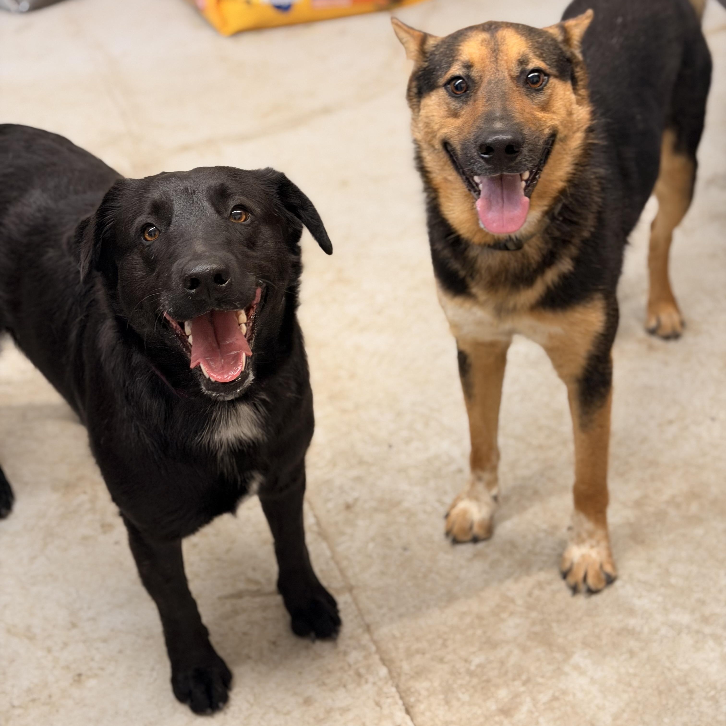 Enlarge Midnight, a ADOPTABLE mixed breed in Marfa, TX image 2/3