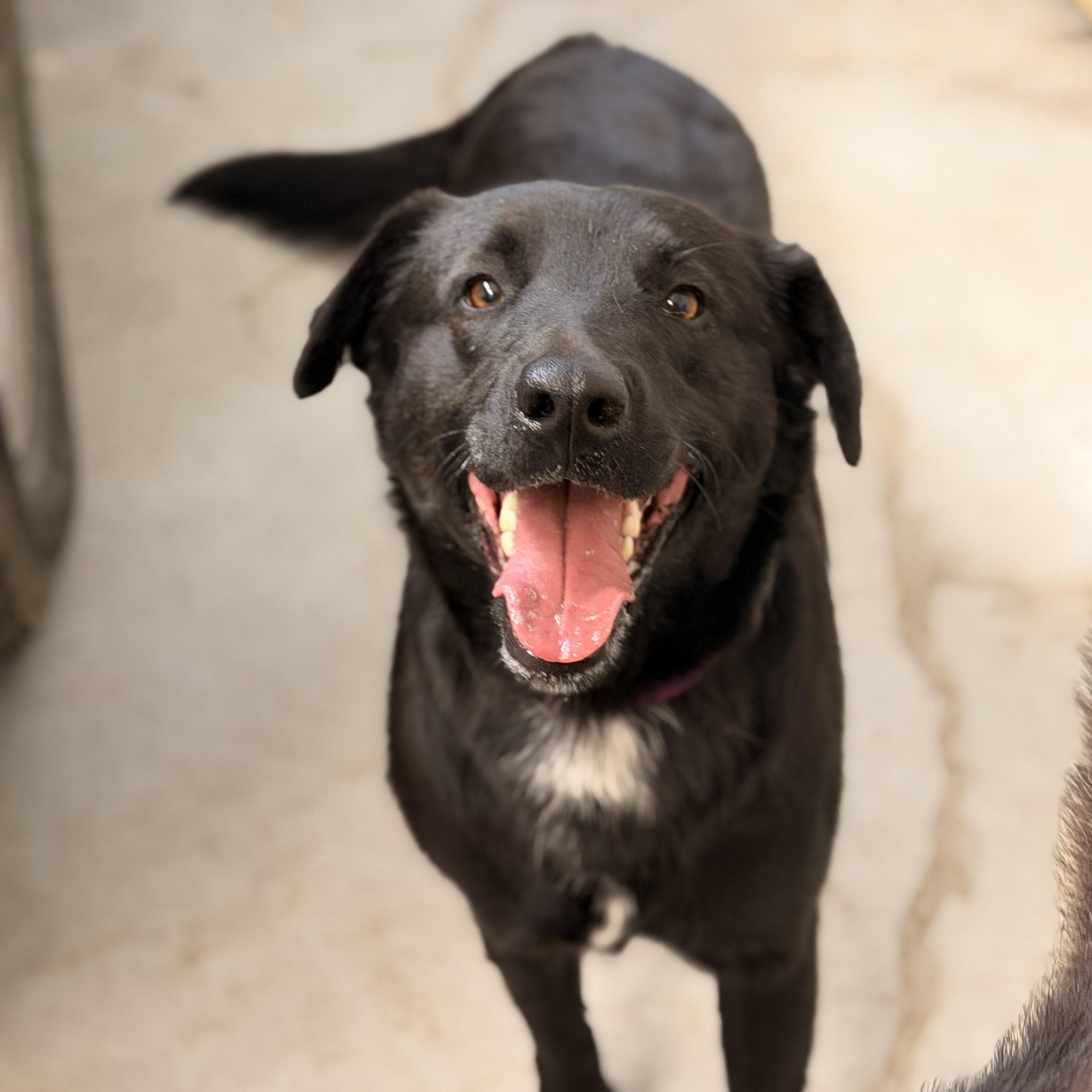 Enlarge Midnight, a ADOPTABLE mixed breed in Marfa, TX image 1/3
