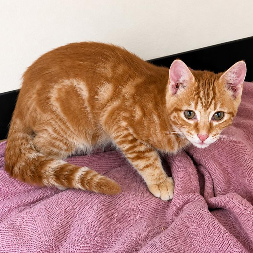 Obi, Adoptable, Kitten Male Bengal.