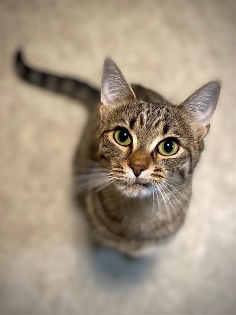 Enlarge Skipper, a Adoptable Domestic Short Hair in Duxbury, MA image 1/5