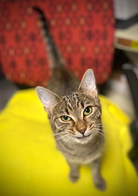 Enlarge Skipper, a Adoptable Domestic Short Hair in Duxbury, MA image 2/5