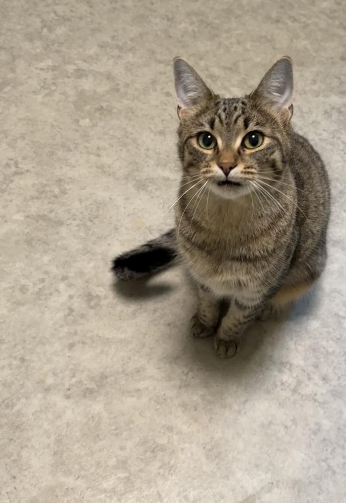 Enlarge Skipper, a Adoptable Domestic Short Hair in Duxbury, MA image 3/5