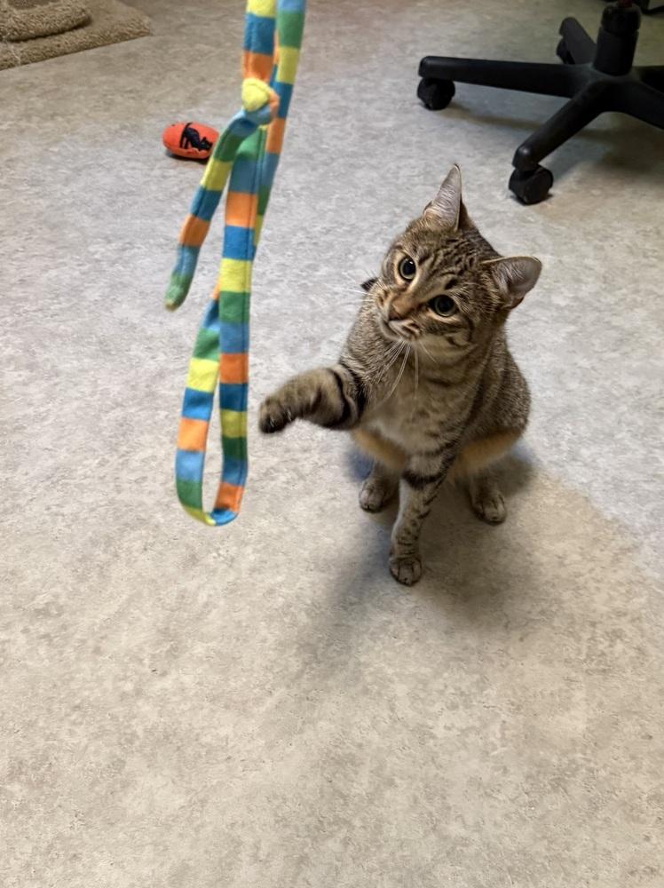 Enlarge Skipper, a Adoptable Domestic Short Hair in Duxbury, MA image 4/5