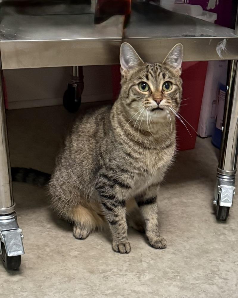 Enlarge Skipper, a Adoptable Domestic Short Hair in Duxbury, MA image 5/5