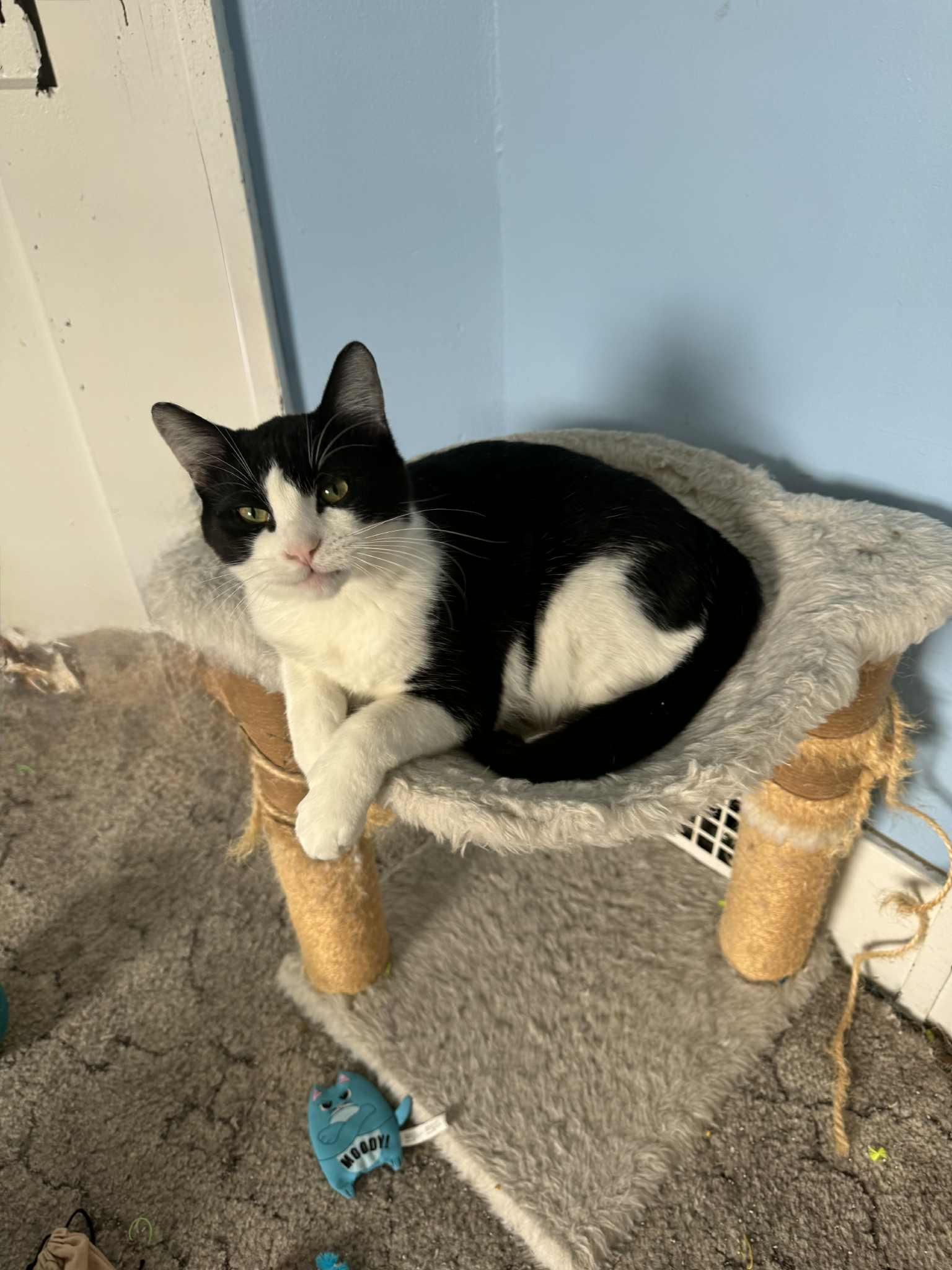 Oscar, Adoptable, Young Male Domestic Short Hair.