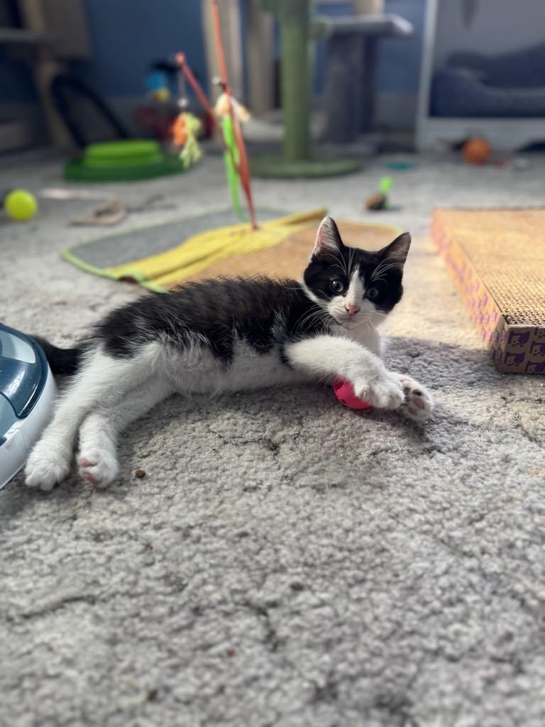 Enlarge Oscar, a Adoptable mixed breed in Creston, IA image 6/6