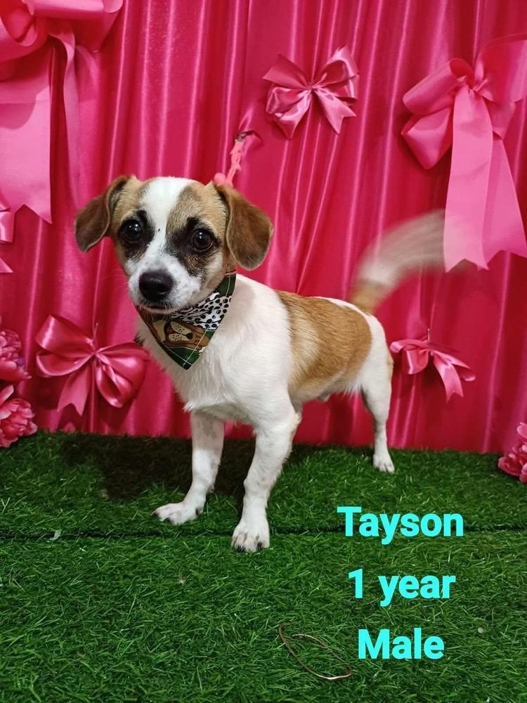 Tayson, Adoptable, Young Male Chihuahua.