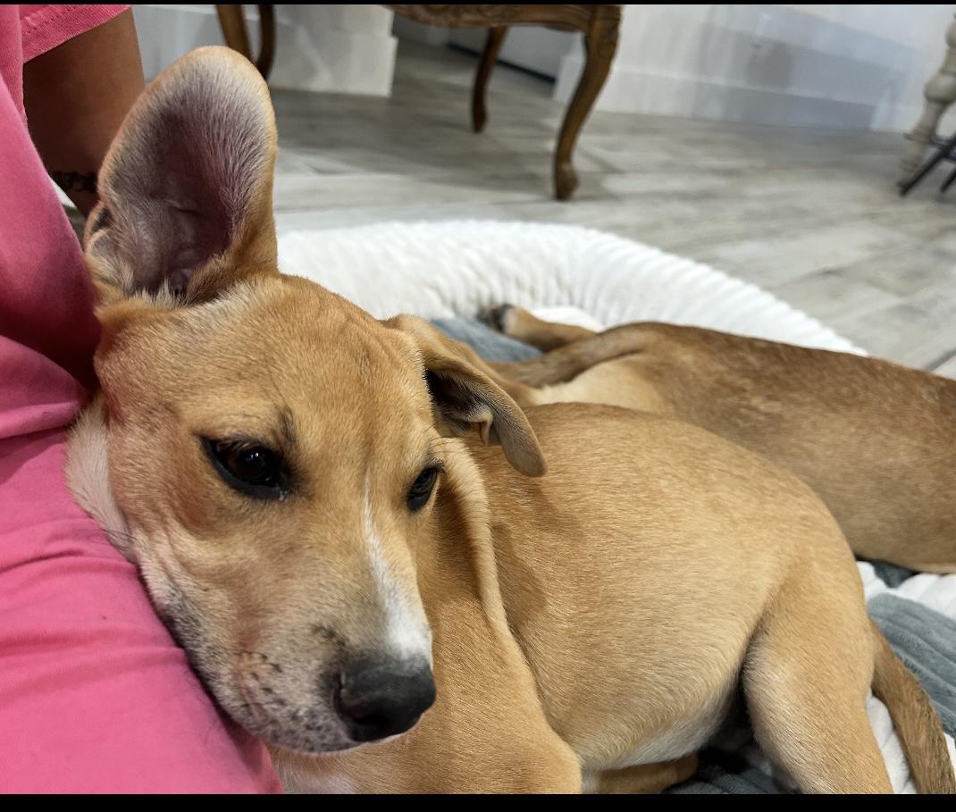 Sophie, a Adoptable mixed breed in Schertz, TX image 1/5