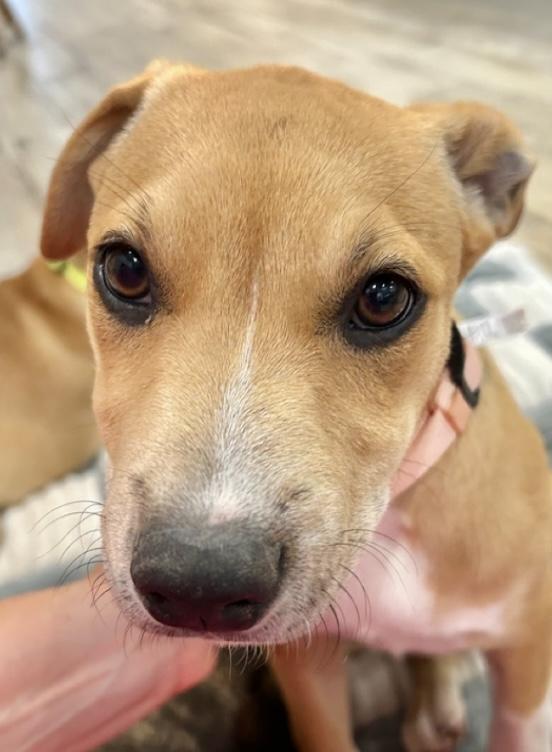 Sophie, a Adoptable mixed breed in Schertz, TX image 2/5