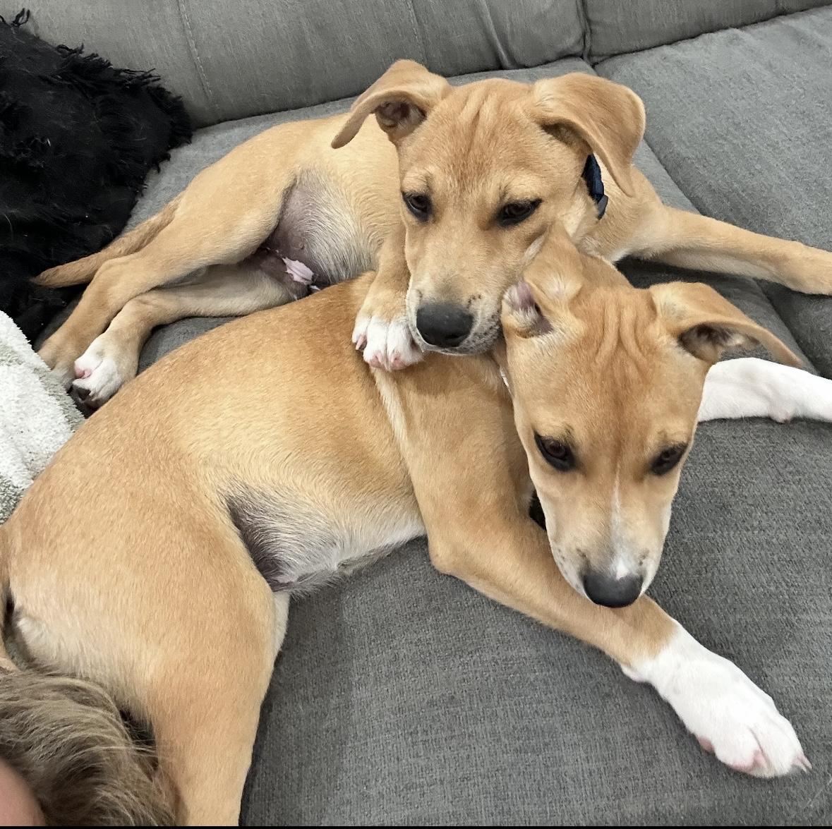 Sophie, a Adoptable mixed breed in Schertz, TX image 3/5