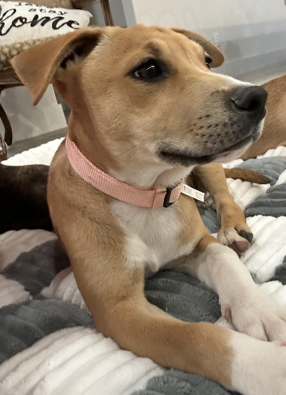 Sophie, a Adoptable mixed breed in Schertz, TX image 5/5