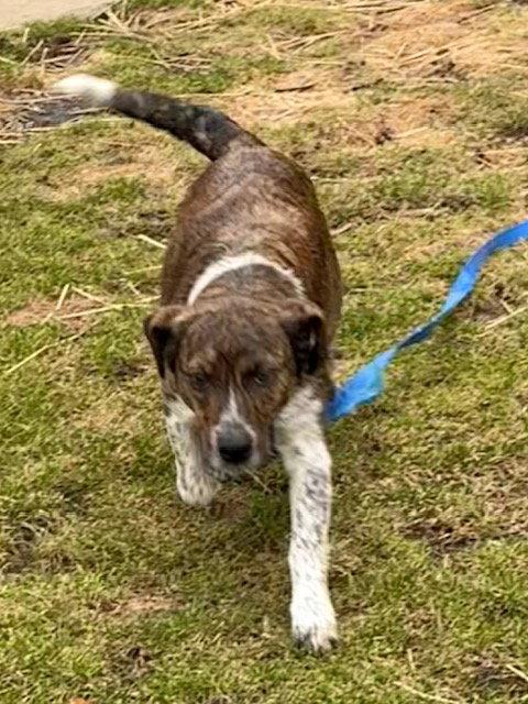 Miss Daisy, Adoptable, Adult Female Plott Hound & Australian Shepherd.