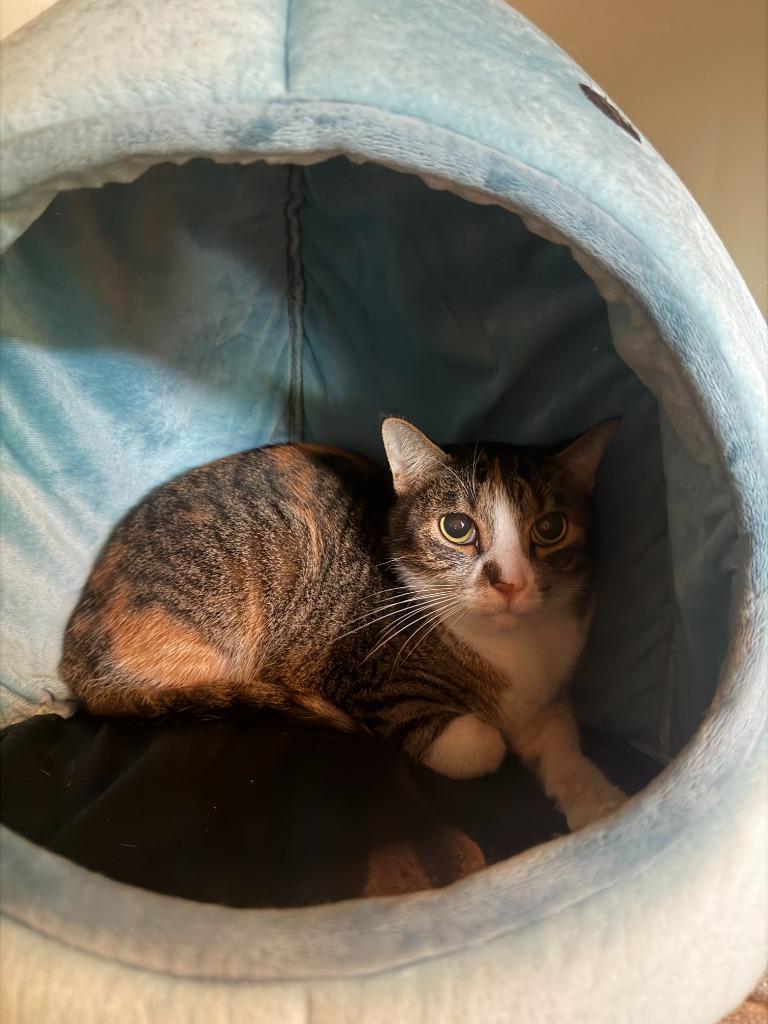 Isabella, Adoptable, Adult Female Domestic Short Hair.