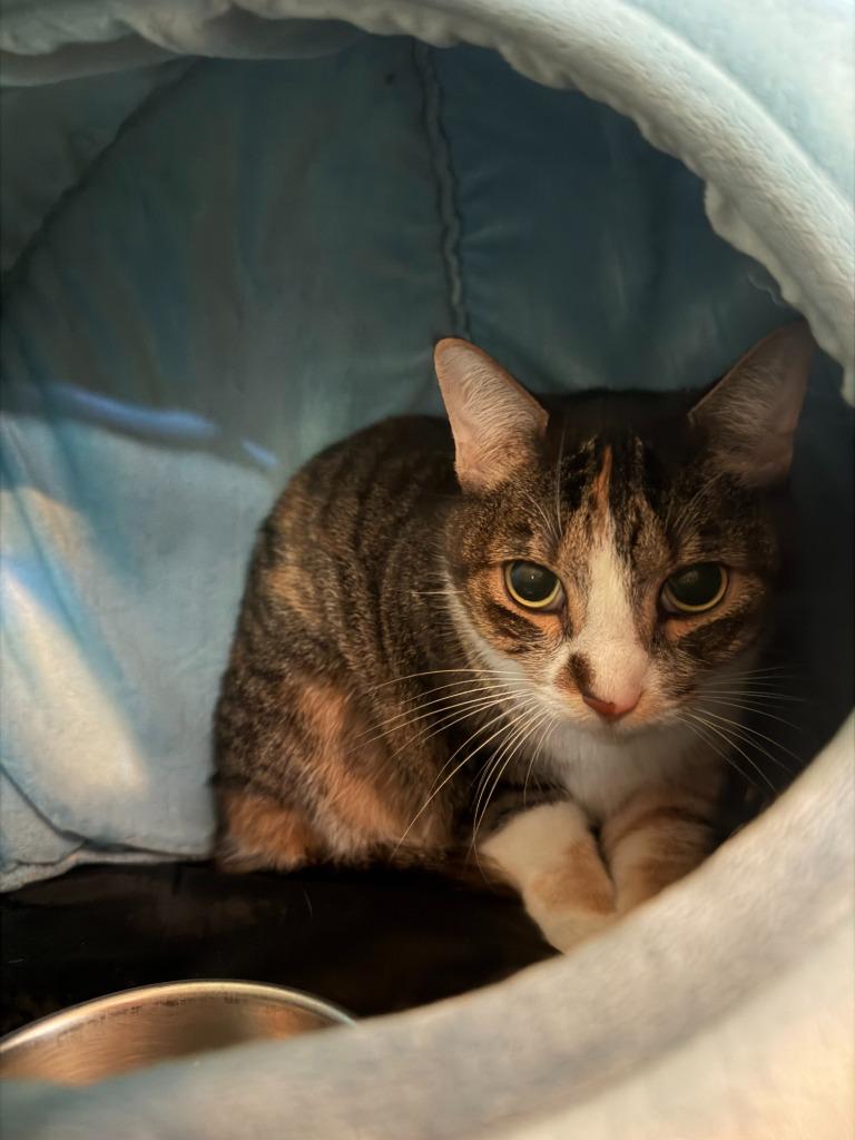 Enlarge Isabella, a Adoptable mixed breed in Hyde Park, NY image 2/2