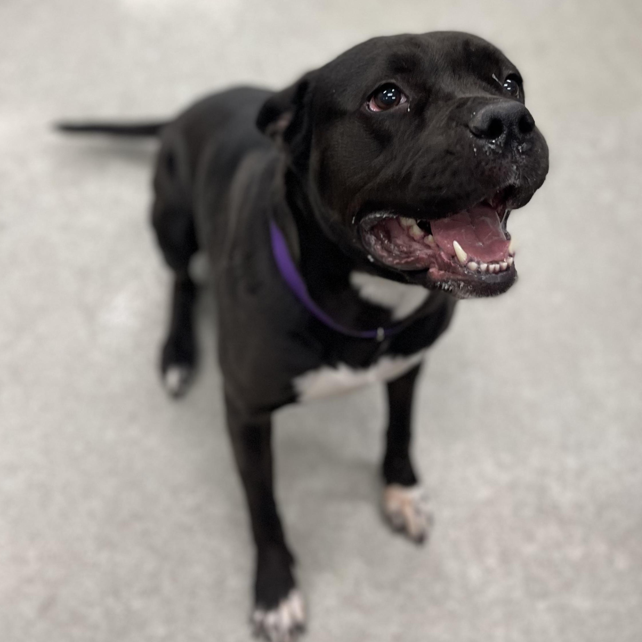 Angel, Adult Female American Bulldog