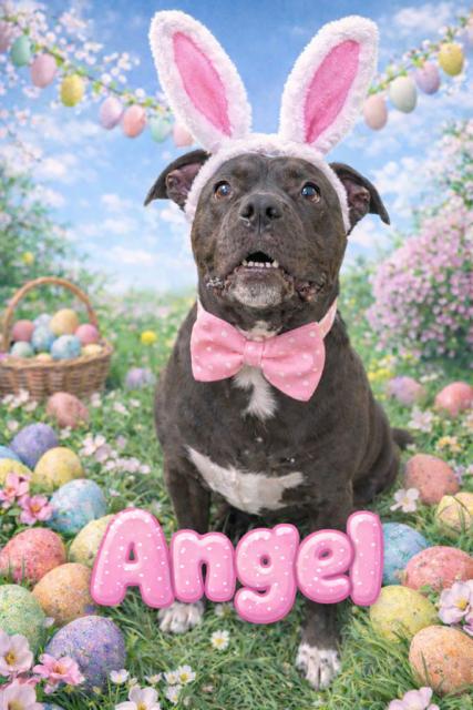 Angel - Reduced adoption fee (cost of a license), Adoptable, Adult Female American Bulldog.