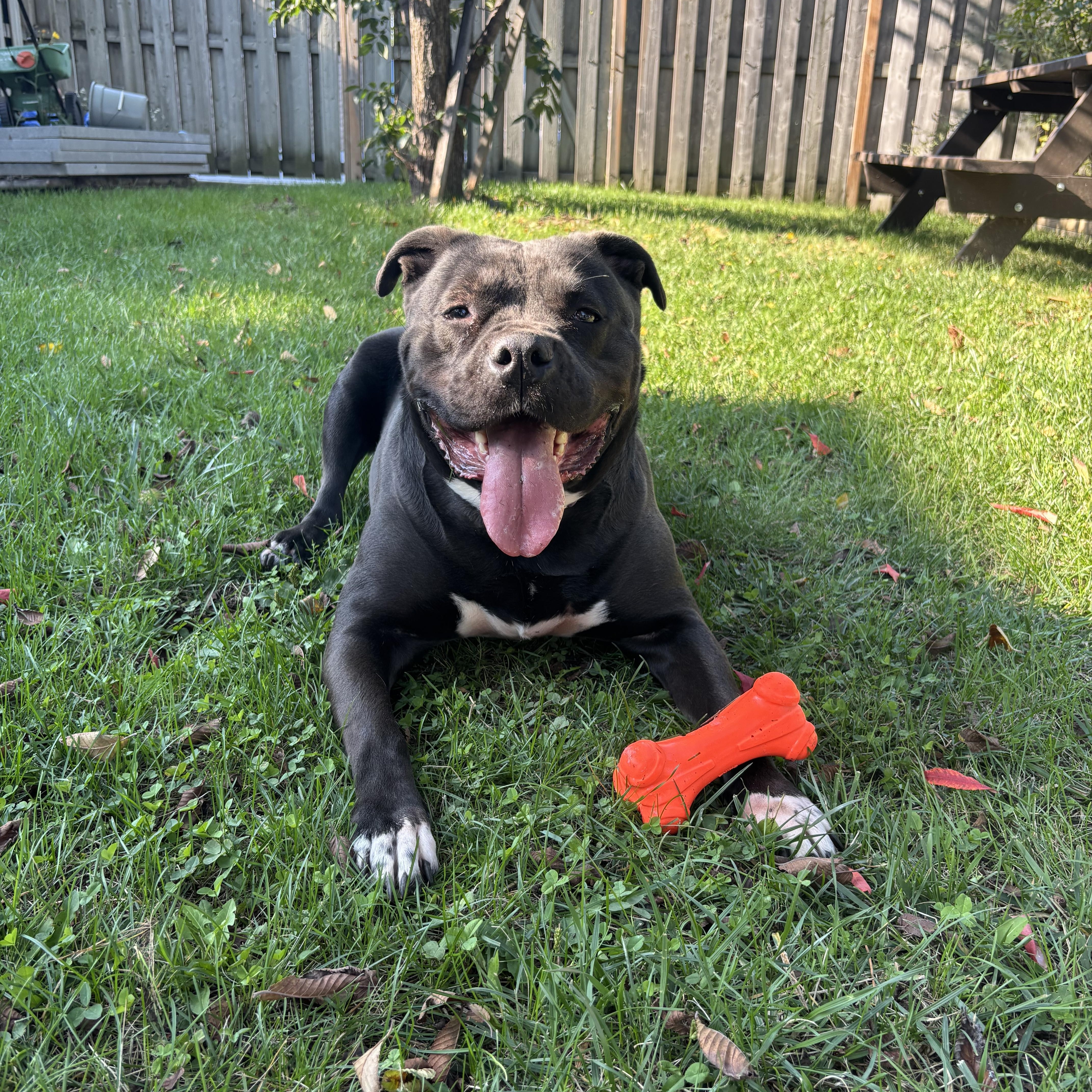 Angel, a Adoptable mixed breed in Mississauga, ON image 2/6