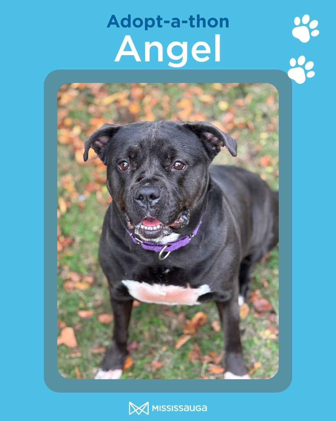 Angel, a Adoptable mixed breed in Mississauga, ON image 1/6