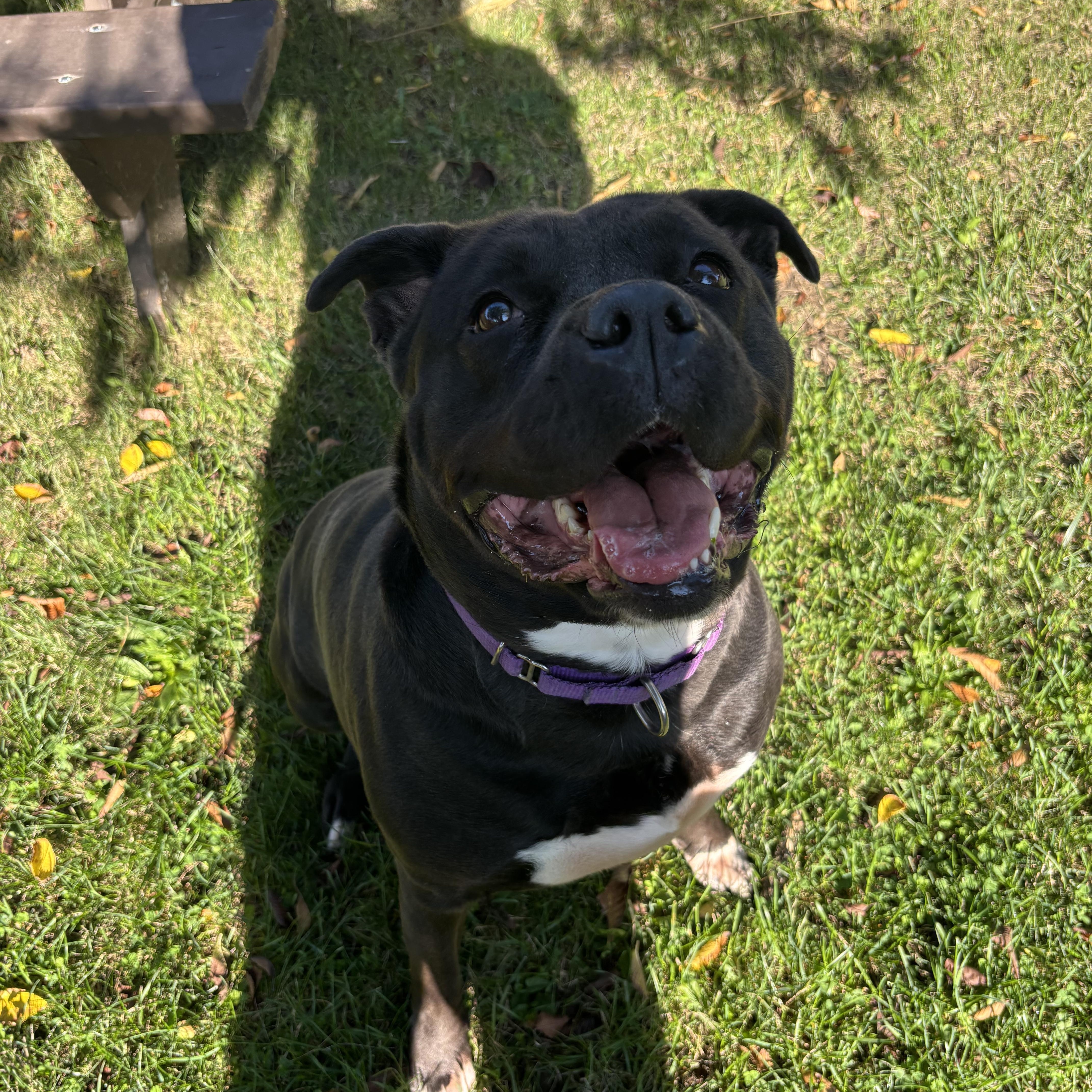 Angel, a Adoptable mixed breed in Mississauga, ON image 3/6