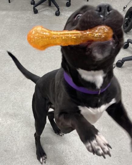 Angel, an adoptable American Bulldog in Mississauga, ON, L5C 4H4 | Photo Image 6