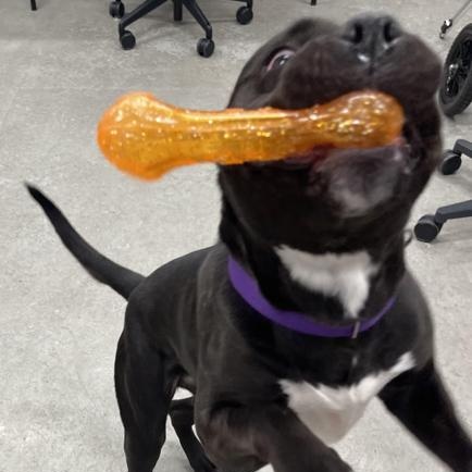 Angel, a Adoptable mixed breed in Mississauga, ON image 4/6