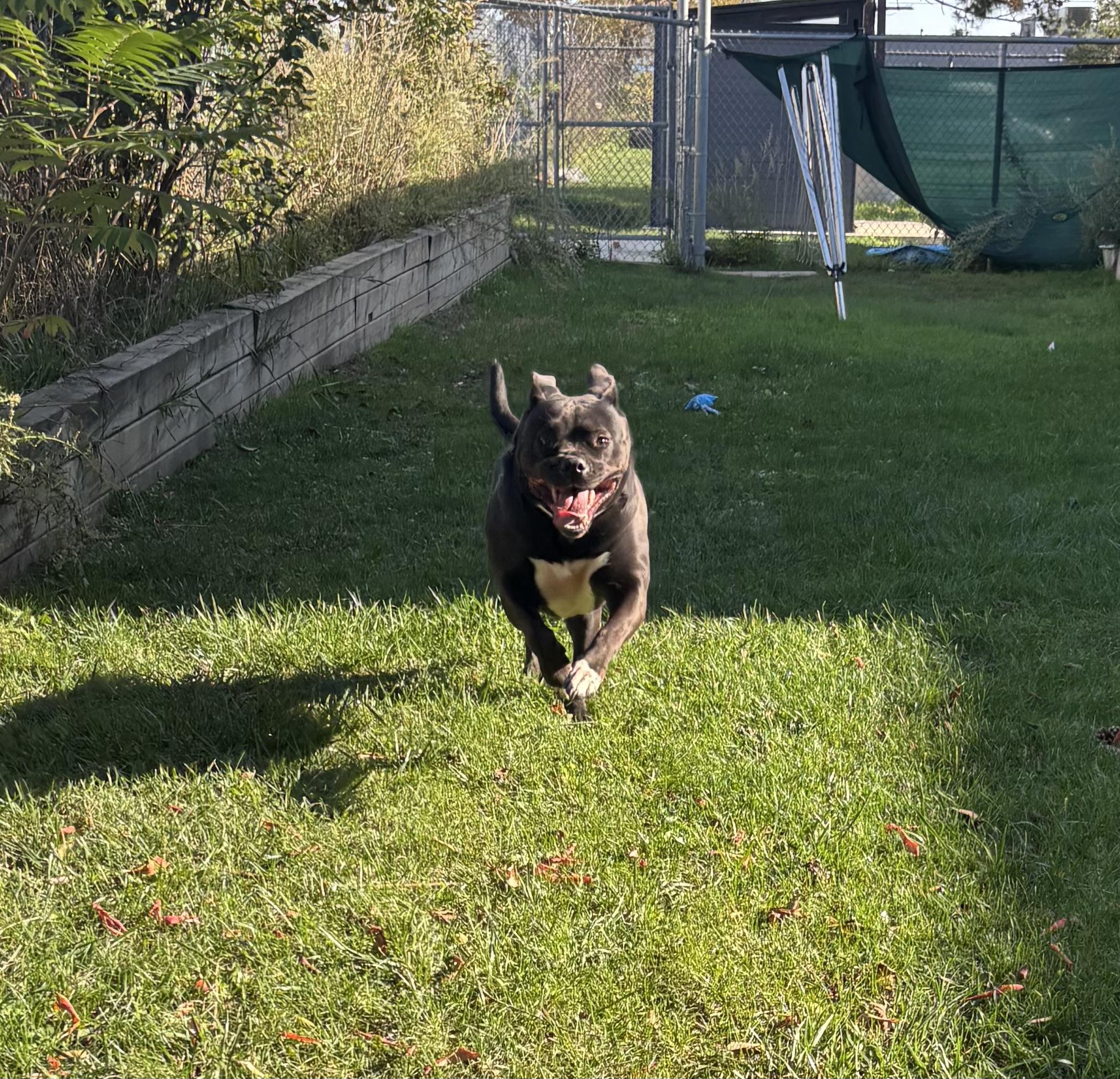 Angel, a Adoptable mixed breed in Mississauga, ON image 5/6